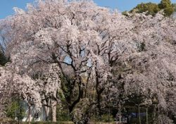 六義園