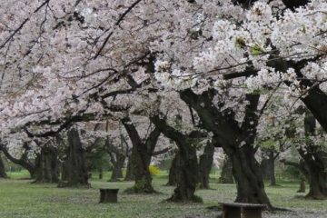 小石川植物園