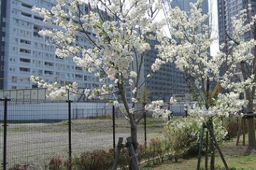 東雲水辺公園