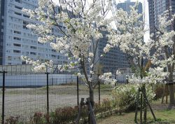 東雲水辺公園