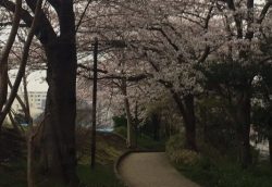 亀戸九丁目緑道公園