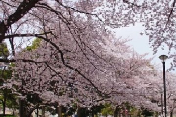 花畑公園