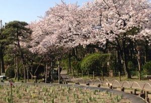 しょうぶ沼公園