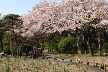 しょうぶ沼公園