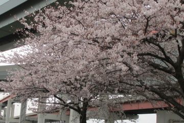 荒川鹿浜橋緑地