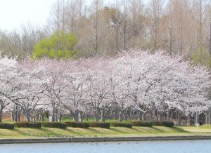 水元公園