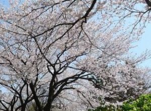 奥戸スポーツセンター公園