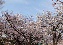 新小岩公園