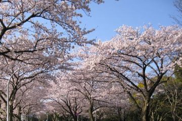 水元さくら堤