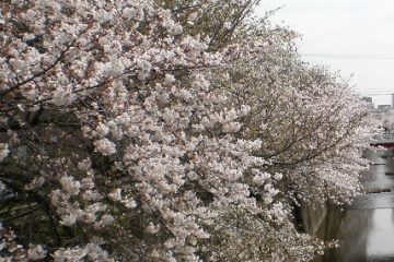 石神井川緑道