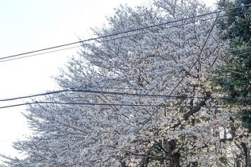 茂呂山公園