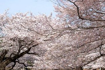 光が丘公園