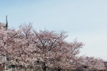 都立城北中央公園