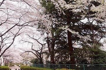 桜川緑道