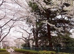 桜川緑道