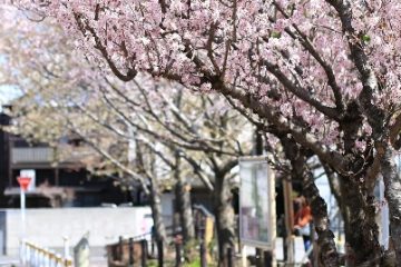 本町さくら公園