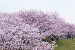 荒川赤羽桜堤緑地