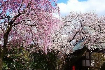 都立大泉中央公園