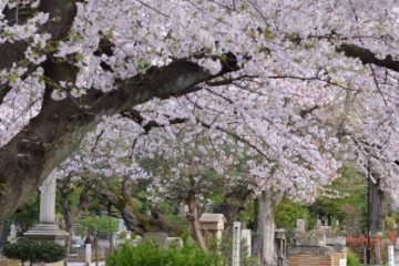 染井霊園