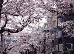 滝野川桜通り