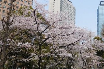 中央公園