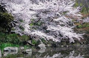 名主の滝公園