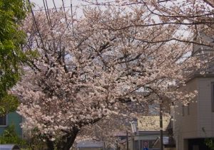 西が丘住宅街