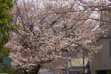 西が丘住宅街