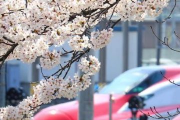 東京新幹線車両センター沿道脇