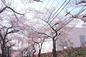 浮間二丁目道路沿い