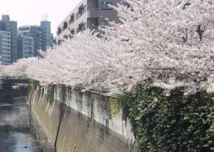 神田川沿い