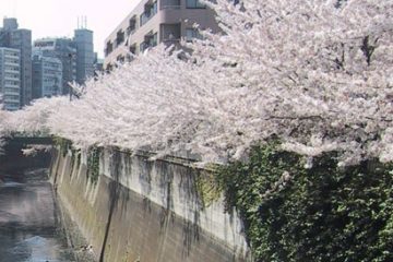 神田川沿い