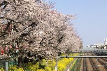 東中野駅前サクラ並木