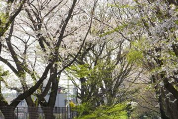 散策路旧玉川上水ルート周辺