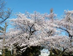 代々木大山公園