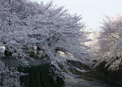 神田川四季の道