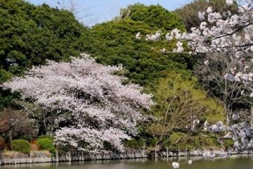 善福寺公園