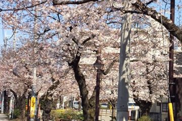 北沢川緑道