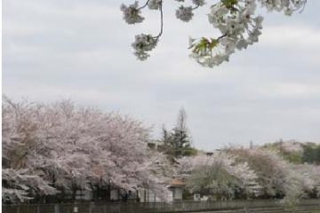 きたみふれあい広場野川緑地広場