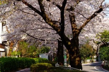 蛇崩川緑道