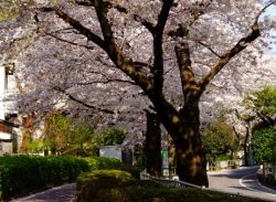 蛇崩川緑道