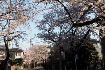 上北沢肋骨通り街路樹