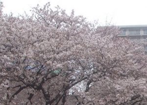 六郷桜堤