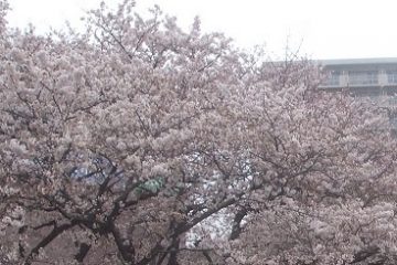 六郷桜堤