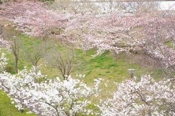 小松川千本桜