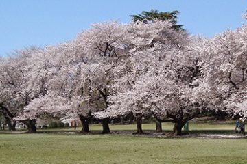 砧公園