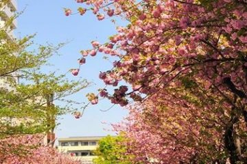 桜新道