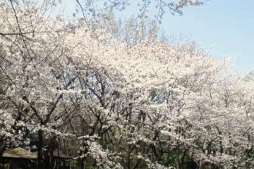 しながわ区民公園