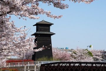 新川千本桜