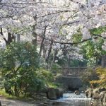 小松川境川親水公園